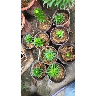 củ ly lùn trồng 20 ngày có hoa (có 7 màu)