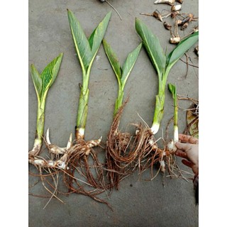 Củ cây chuối hoa màu hồng ( dong giềng cảnh)