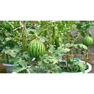 10 Hạt giống dưa hấu không hạt ( dưa hấu mặt cười khổng lồ - dưa hấu mặt cười)