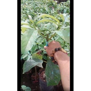 CÂY GIỐNG BƠ SÁP LÙN THANH SƠN