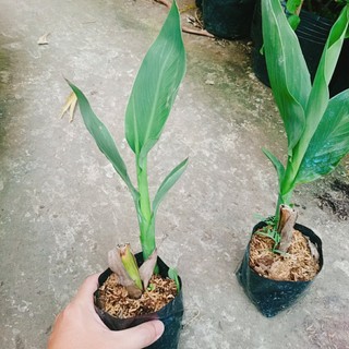 Cây Chuối Hoa Hồng
