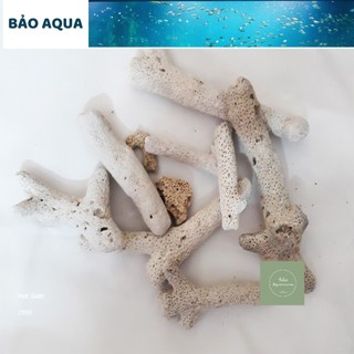 San hô lọc nước hồ cá 1kg - san hô tăng ph bể cá