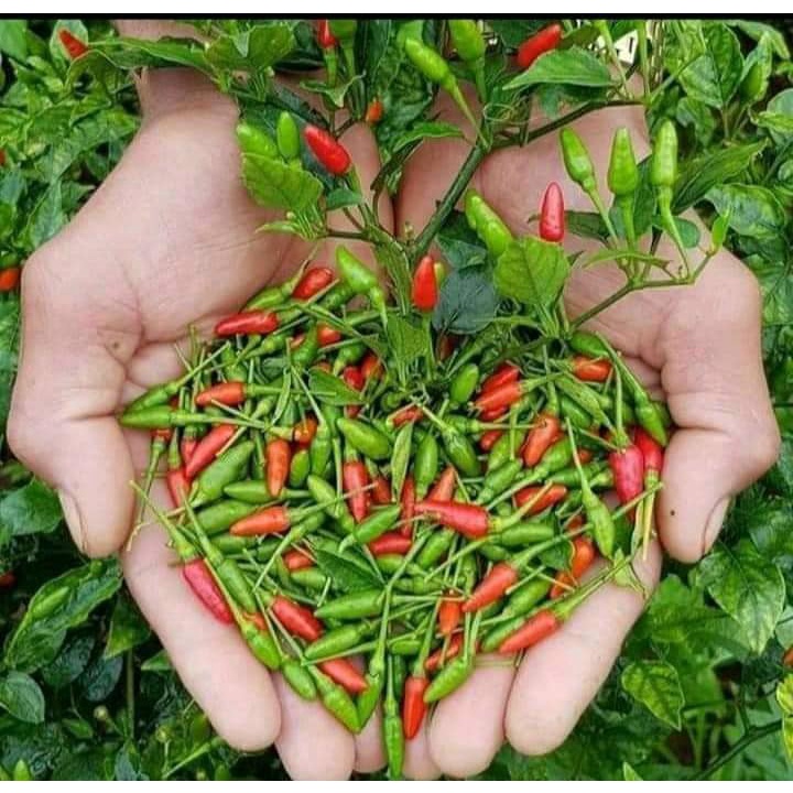 Cây Ớt Xiêm Xanh (Ớt sẻ, ớt rừng) (chuyên cây giống)