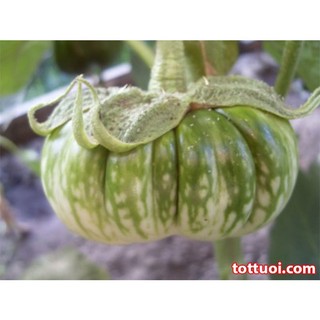 Hạt Giống Cà Bát ( Tím + Xanh + Trắng )