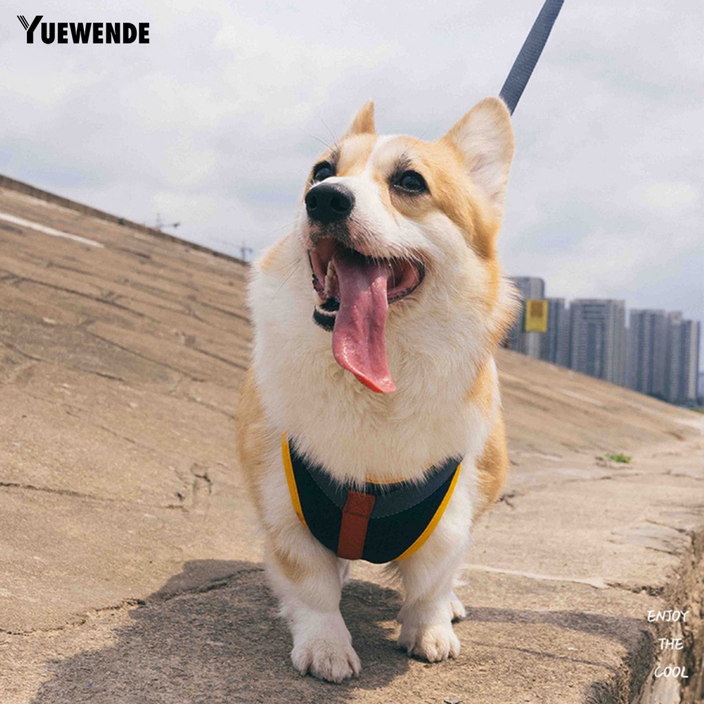 Dây Dắt Thú Cưng Đi Dạo Chống Cắn Màu Sắc Tươi Sáng