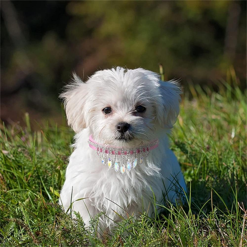 Vòng Cổ Da Chó Malcom 2023 Bling|Dây Đeo Cổ Cho Mèo Con Có Thể Điều Chỉnh Kích Cỡ