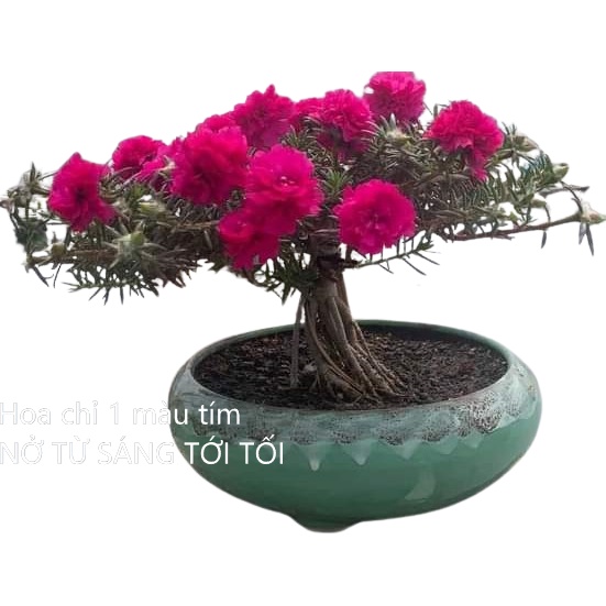 500g Cành Giống Cây Hoa Mười Giờ Bonsai Loại Nuôi Gốc To Lâu Năm MiMa market