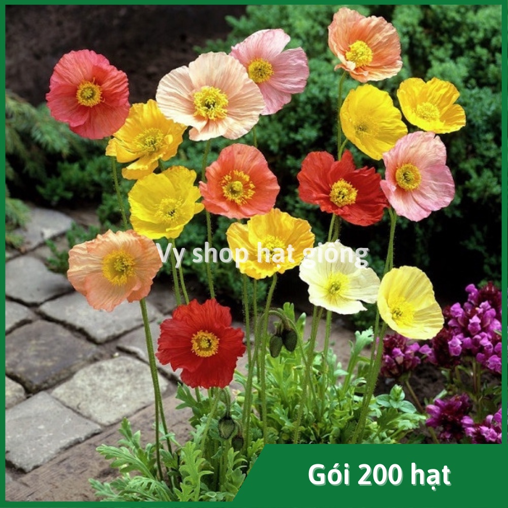 Hạt giống hoa kim anh - poppy gói 1000 hạt mix màu