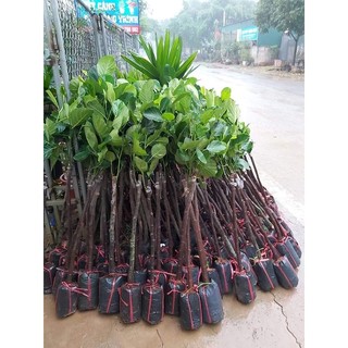Cây Giống Mít ướt siêu sớm (cây ghép) (cây giống quỳnh anh)