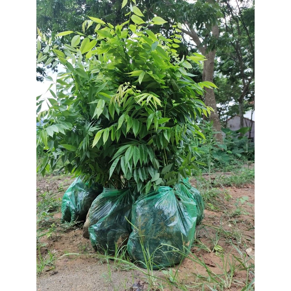 CÂY GIỐNG GỖ SƯA ĐỎ (được kiểm tra hàng có bảo hành)