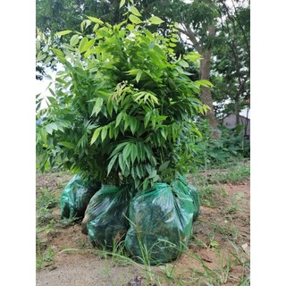Cây giống gỗ sưa đỏ