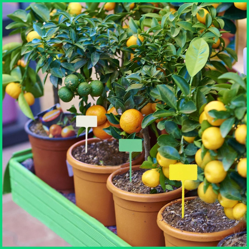 Set 12 Nhãn Chữ T Đánh Dấu Cây Trồng Trong Nhà Kính