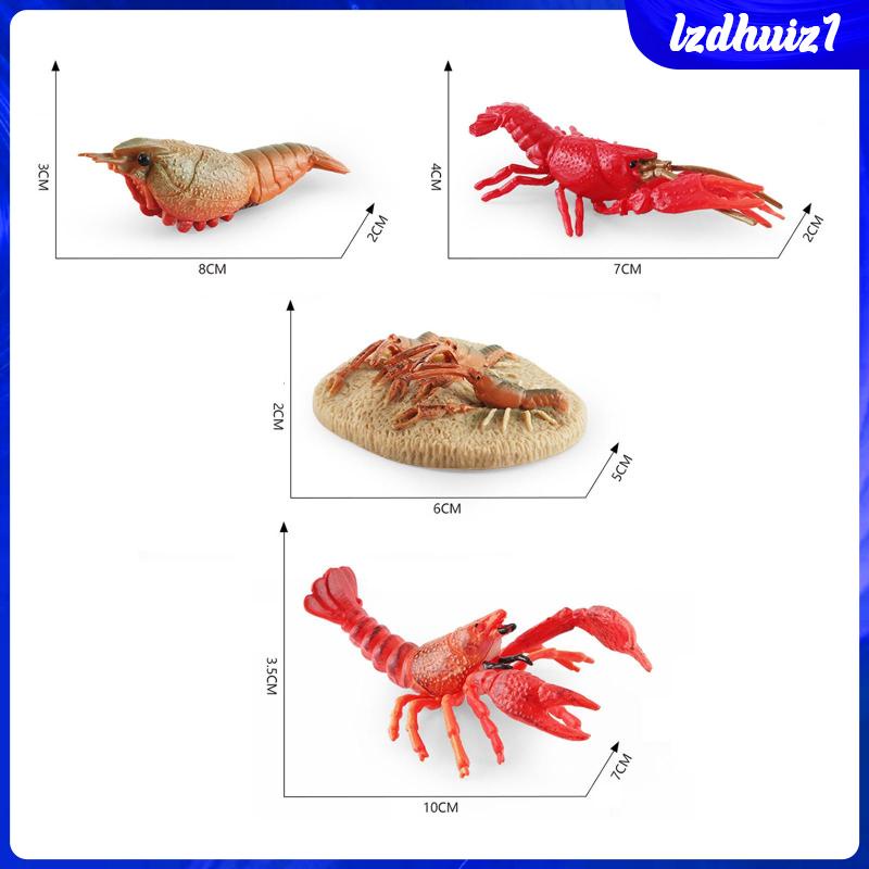 Đồ Chơi Tôm Hùm Biển Cho Bé