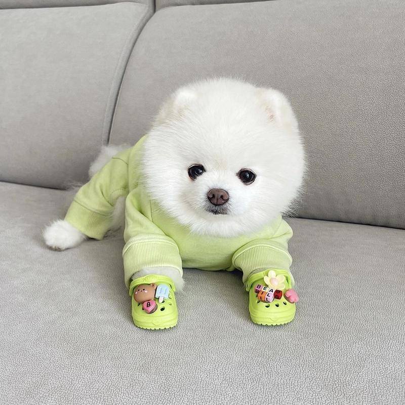 Dép Đi Trong Nhà Chống Trượt Thoáng Khí Dành Cho Thú Cưng