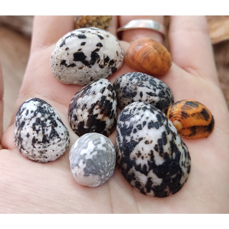 Vỏ ốc móng ngựa size baby họa tiết ngẫu nhiên OMH Thanh Xuân