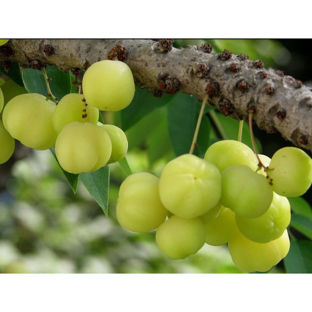 Cây giống chùm ruột Thái ngọt siêu trái