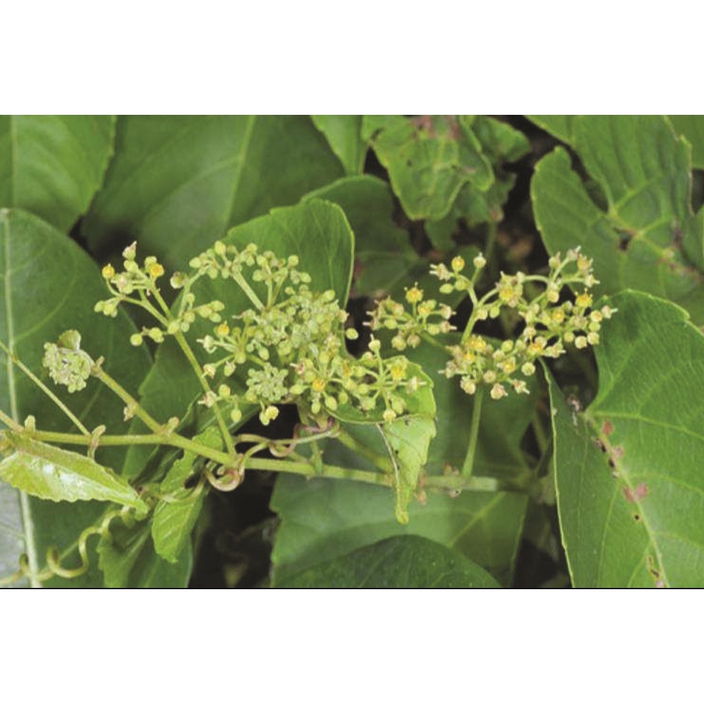 Cây chìa vôi khô 1kg