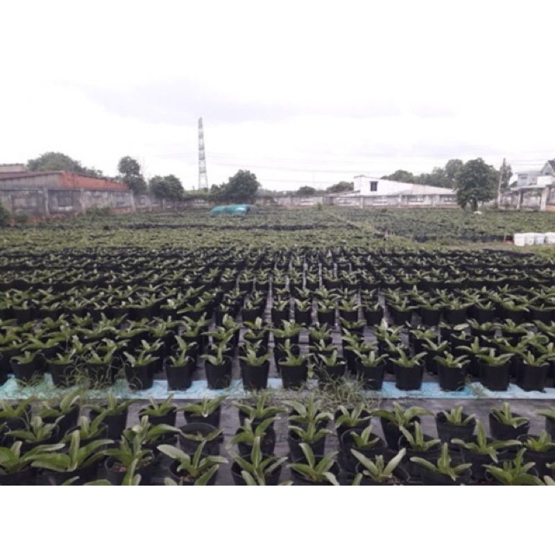Chậu nhựa dẻo dày trồng cây , ươm cây đủ kích thước