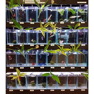 Hô Kính Nuôi Betta 15*10*15 siêu rẻ - Giao hàng toàn quốc- bảo hành vở bể.