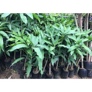 CÂY GIỐNG XOÀI THANH CA.[ CÂY GHÉP CHO QUẢ SỚM]