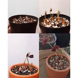 [Comho] 20 Củ Giống Hoa Bướm Đêm - [Dễ Trồng ít chắm sóc, Hoa Đẹp, Ra Quanh Năm ]