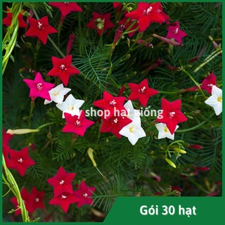 Hạt giống hoa tóc tiên leo gói 30 hạt mix màu