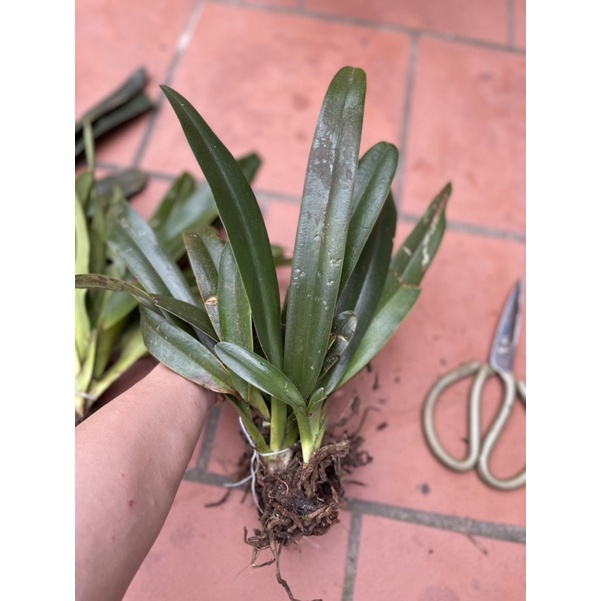 Hoa lan hài râu Chơi tết