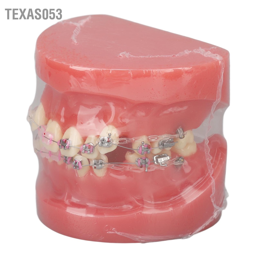 Texas053 Trình diễn Chỉnh nha Mô hình khoa răng nhựa tháo rời cho nghiên cứu giảng dạy
