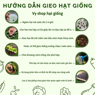 50 hạt giống hoa cúc châu phi (cúc nam phi)