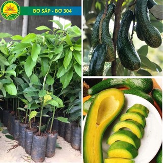 Cây giống bơ sáp - cây giống bơ 034- cây ghép khỏe dễ trồng ít sâu bệnh, cây thấp năng suất cao