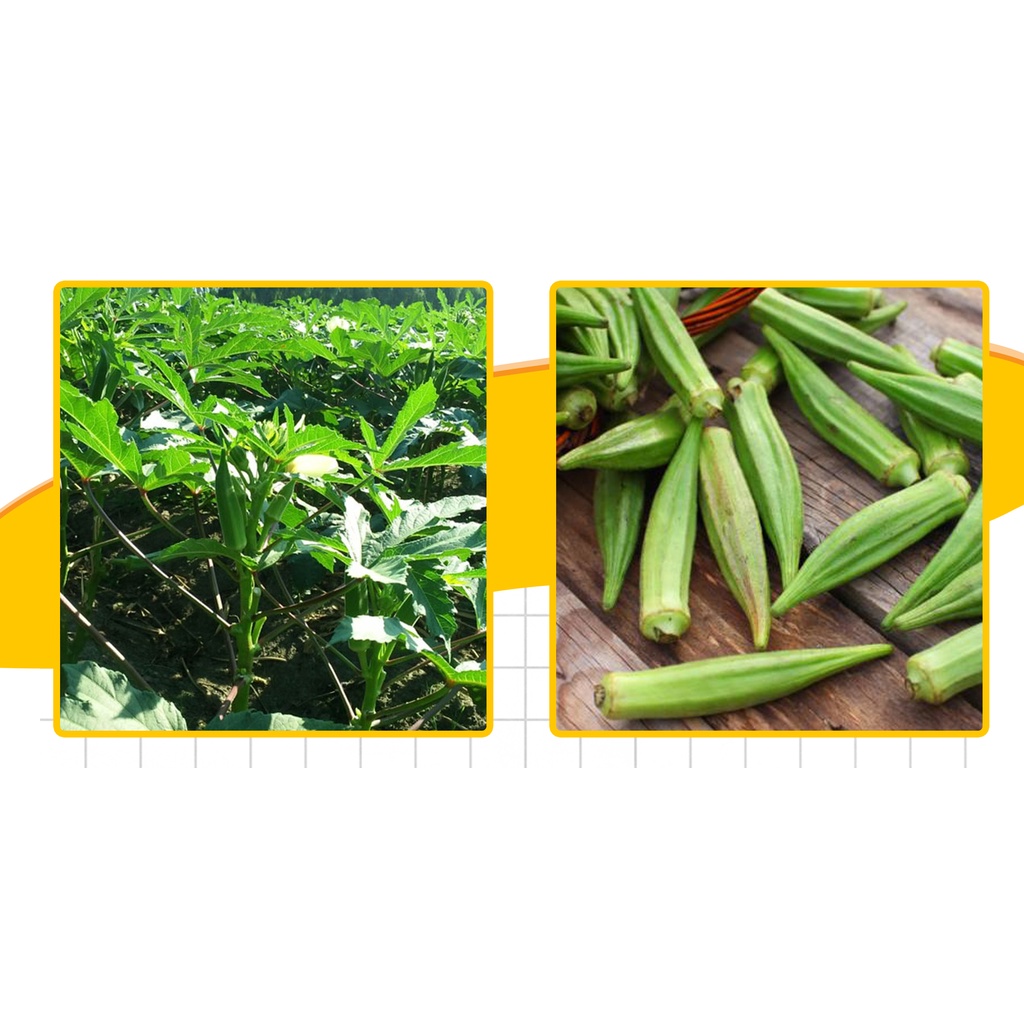 Okra Seed High Output (package 20 grams)-shallow gold