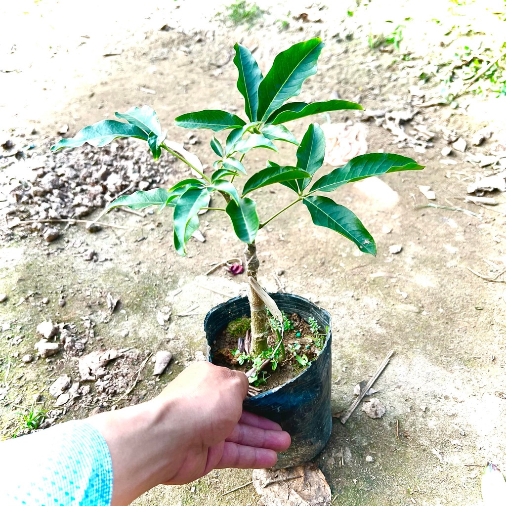 Cây bánh kem giống cao 50 cm cho trái sau 12 tháng.