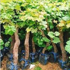 Cây giống nho ninh thuận ra quả thành chùm to