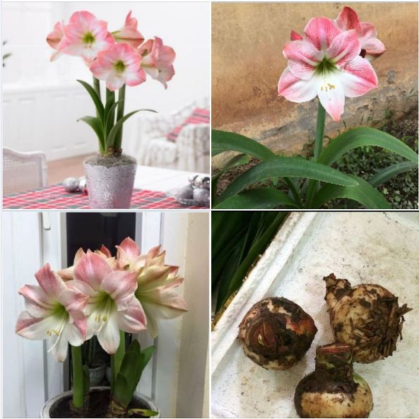 Củ Giống Hoa Lan Huệ Tây Hoa Màu Hồng Đào(Hoa Ngắn, Mập, Hoa LớN, Tươi Sắc Và Lâu Tàn)