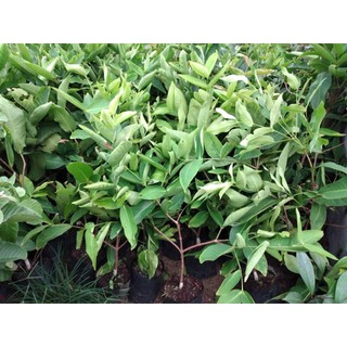 Cây giống mận đường