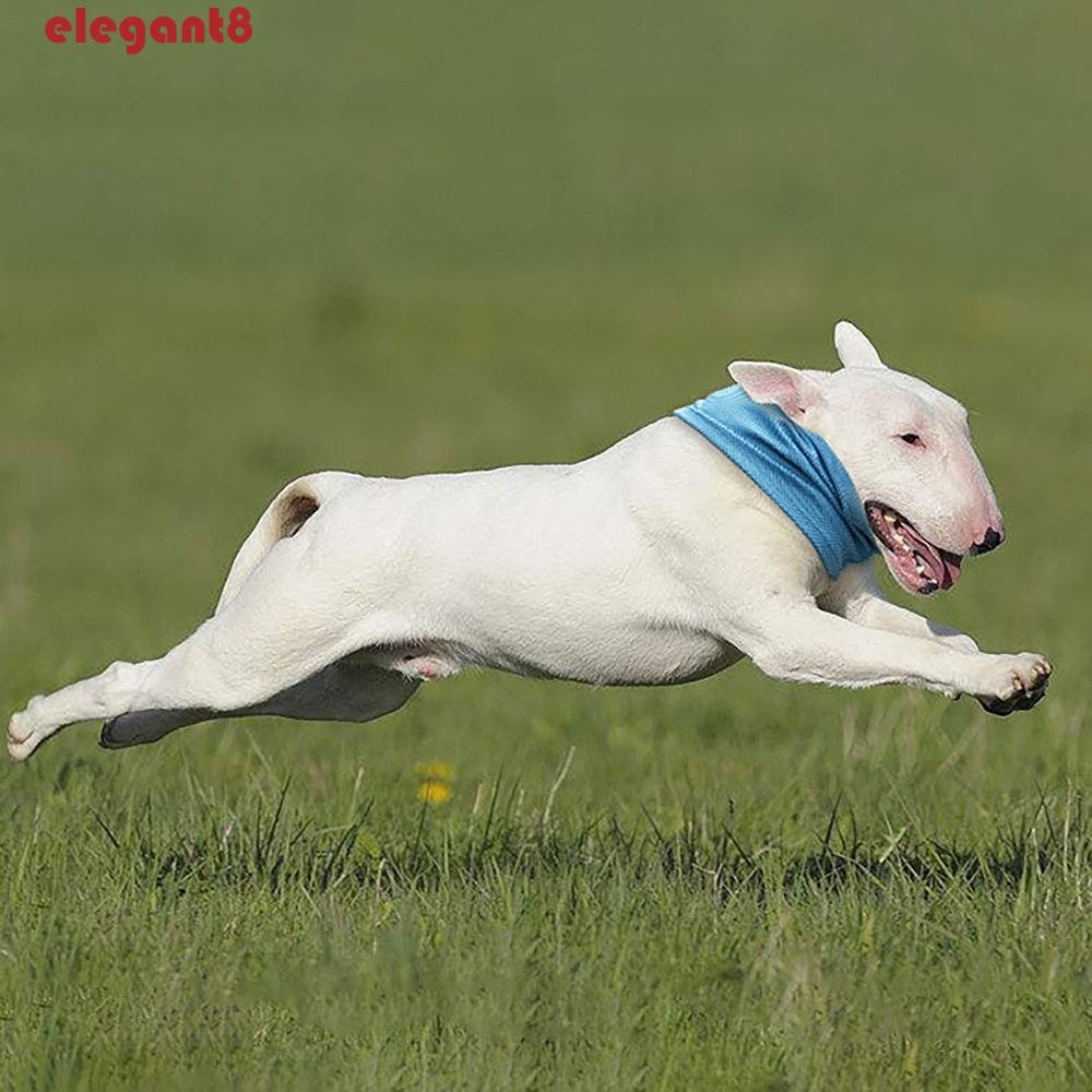 Vòng Cổ Làm Mát Tức Thì Thanh Lịch Mùa Hè 2023 Với Lỗ Chống Nhiệt Cho Thú Cưng Đi Dạ