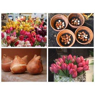 Củ hoa tulip (tuylip) được chọn màu( ra hoa sau 20-25 ngày)