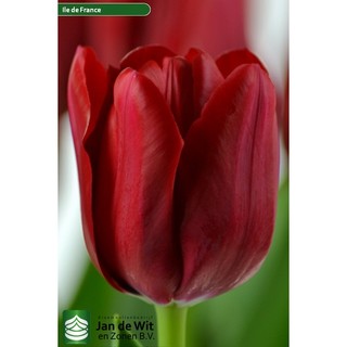 Củ hoa tulip (tuylip) được chọn màu( ra hoa sau 20-25 ngày)