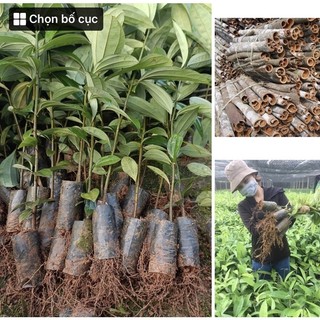 Cây quế giống ,bầu nhiều rễ cây như hình đăng
