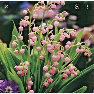 Củ hoa linh lan (có rễ + mầm lá sẵn,bao sống 100%)