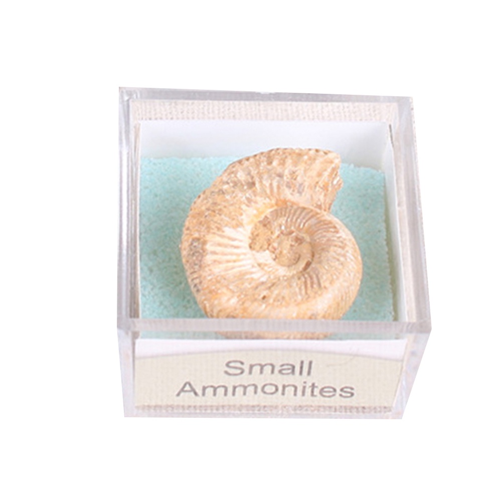 Đá Hóa Thạch Cá Mập Ammonite