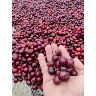 Cà Phê Quảng Trị Liberica