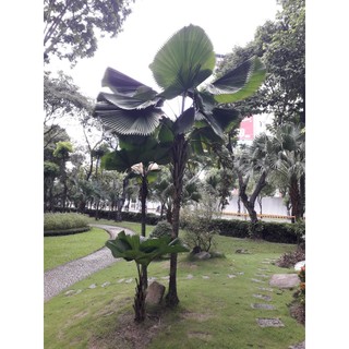 CÂY KÈ NHẬT (CÂY CỌ NHẬT ) - CÂY GIỐNG