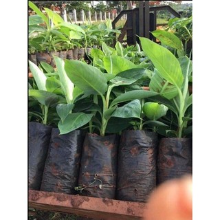 Cây giống chuối sáp NGHỆ (siêu SỚM) (chuyên cây giống)