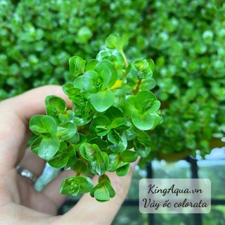 Cây thuỷ sinh vảy ốc colorata