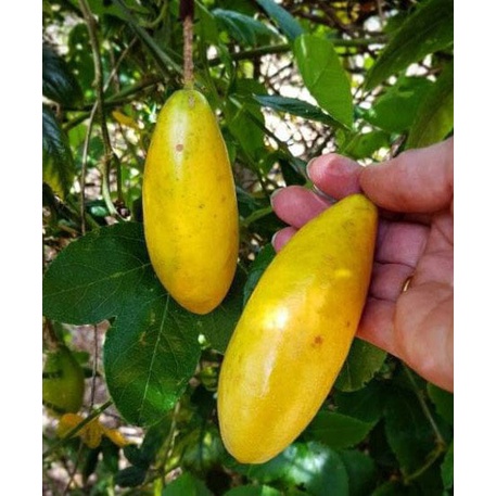 Cây  Giống  Chanh Leo Chuối  Nam Mỹ (chi lang shop)