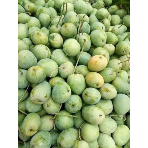 Cây giống xoài tròn yên châu - xoài trứng