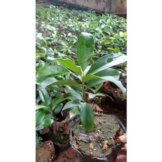 CÂY THỊ THƠM LÙN_ CÂY CAO 20-30CM