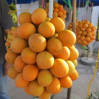 Cây giống cây thanh trà chua ngọt trài tròn