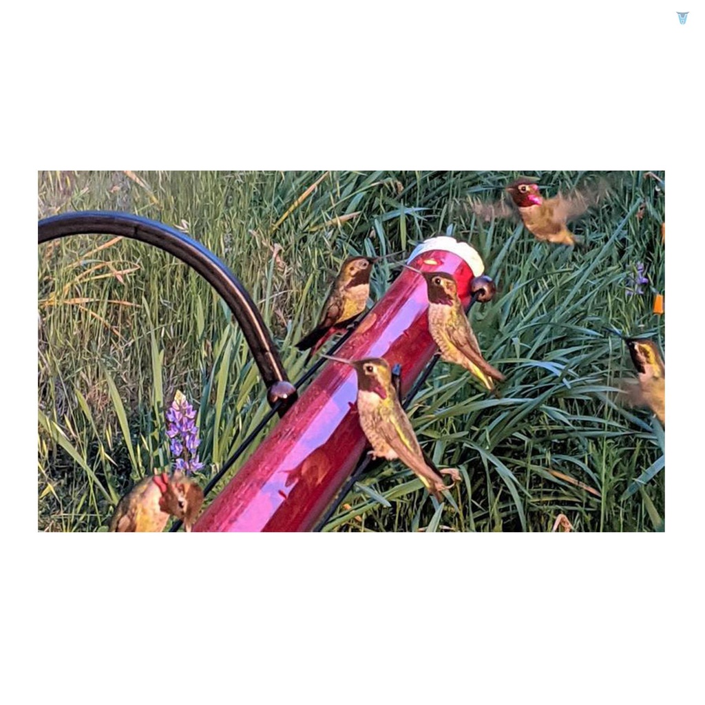 Dụng Cụ Cho Chim Ăn Màu Đỏ Trong Suốt 40cm / 15.7in Tiện Dụng